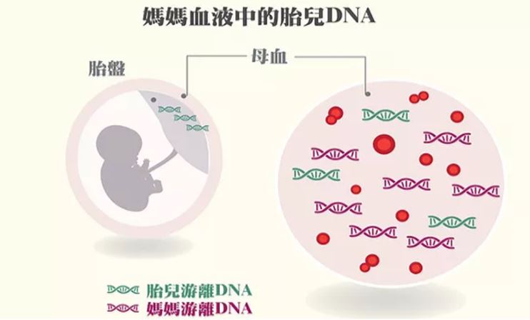 福州供卵助孕双胞胎：雌二醇高是一个双胞胎吗？(图2)