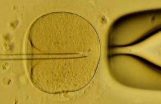 常德三代供卵试管助孕-第三代试管婴儿多少个卵子好，第三代试管婴儿多少个卵子正常。(图1)