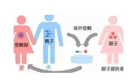 合肥合法供卵生儿子：捐卵试管婴儿对子宫的要求是什么？如何合法地申请试管婴儿(图3)