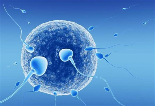 深圳供卵助孕包性别价格：男性在备孕期间可以吃什么来提高精子质量？女性在备孕期间和怀孕期间可以吃燕窝吗？(图1)