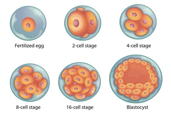 淮安三代供卵中介-泰国试管婴儿专家解析：囊胚养育的两个重要作用(图1)