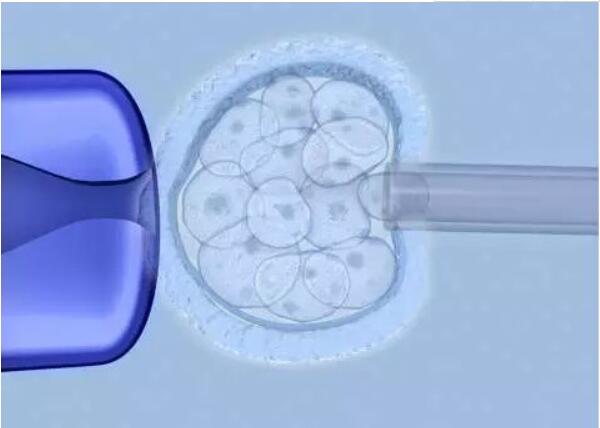 淮安三代供卵中介-泰国试管婴儿专家解析：囊胚养育的两个重要作用(图3)